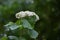 Linden viburnum ( Viburnum dilatatum ) flowers.