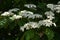 Linden viburnum ( Viburnum dilatatum ) flowers.