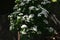 Linden viburnum ( Viburnum dilatatum ) flowers.