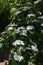 Linden viburnum ( Viburnum dilatatum ) flowers.