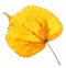 Linden yellow leaf isolated