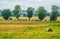 Lindens by a dirt road and field with a straw ball