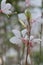 Lindheimer’s beeblossom Gaura lindheimeri white flowers and buds