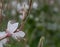Lindheimer’s beeblossom Gaura lindheimeri white inflorescence