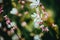 Lindheimer`s gaura or gaura lindheimeri - Perennial flower in the garden
