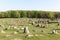 Lindholm Hills called Lindholm Hoje in Danish is a major viking burial site