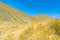 Lindis Pass landscape of golden tussock