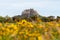 Lindisfarne Castle viewed across a sunflower field