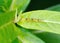 A line of adult and nymph Oleander Aphids feeds on a plant leaf