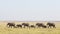 A line of African Elephants walking through Amboseli in Kenya