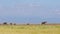 Line of African Elephants Walking in Distant Horizon