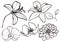 Line art autumn set of dry flowers. Hand painted black lily, orchid, dahlia and aster isolated on white background