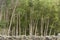 Line of aspen trees on edge of forest