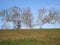 Line of autumn trees