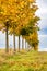 Line of autumnal little chestnut trees, grass and sky