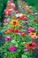 Line of beautiful zinnia flowers. Nature background