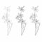 Line botanical tulips set, detailed outlined botanical drawings.