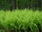 Line of Bright Green Bracken Ferns