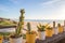 Line of cactus at the beach bar