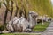 Line of camel statues at Ming Changling near Beijing.