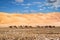 A line of camels crossing through LIWA desert with nice cloudy blue sky and sand dunes in the background