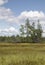 A line of cedars in the middle of a golden wetland