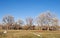 Line of Cottonwoods and Melting Snow