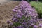 A line of densely growing purple fluffy flowers close up in sunny spring lighting