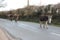 Line of donkeys walking along the road in the New Forest