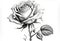 line drawing of a beautiful rose flower. Generative ai