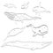 Line drawing cartoon whales collection