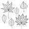 Line drawing of maple, oak, birch,  leave. Isolated. Good well for coloring book