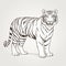 Line Drawing Style Tiger Illustration By Edward Lear