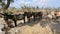 Line of equipped donkeys tied up one to another standing on shoulder of road