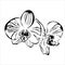 Line flower orchid vector image.