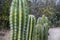 Line of green cactus