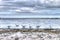 A line of gulls on the beach sea shoreline
