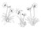 Line hippeastrum johnsonii bury frower on white background illustration vector
