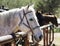 A Line of Horses at a Hitching Post