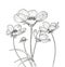 Line ink drawing of cosmos flower