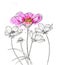 Line ink drawing of cosmos flower