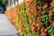 Line of Ixora flowers