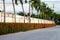 Line of Ixora flowers