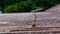 A line of lead head nails holds down an old, rusty corrugated iron roof