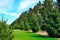 Line of lush green evergreen trees in springtime in Wisconsin