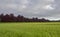 A line of Magnificent Copper Beech Trees behind a Field Hedge in a Wheat Field in Angus, Scotland