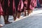 A line of monk in Burma seen by back