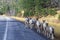 Line of Mountain Goats on roadside, outside of Mount Rushmore, SD