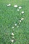 A line of mushrooms growing in grass 2