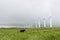 A line of old abandoned wind turbines and a cow.